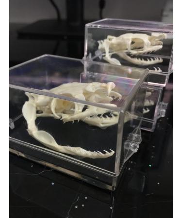 HONTIN Skull Head Snake Specimen - Taxidermy Art Supplies for Veterinary & Office Decoration - International Shipping - Buy Online on GoSupps.com