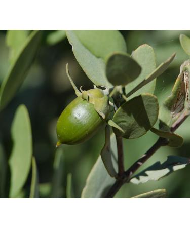 Premium Organic Unrefined Jojoba Oil 8oz with Pump Imported from Argentina 100% Pure Cold Pressed - for Hair Skin & Nails - Best Natural Moisturizer - Hexane Free by Sweet Essentials 8 Fl Oz (Pack of 1) - Buy Online on GoSupps.com