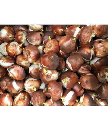 5x Tulip Bulbs Mixed Tulip Bulbs Cold Resistant Magical Plant Garden Flowers - Buy Online on GoSupps.com