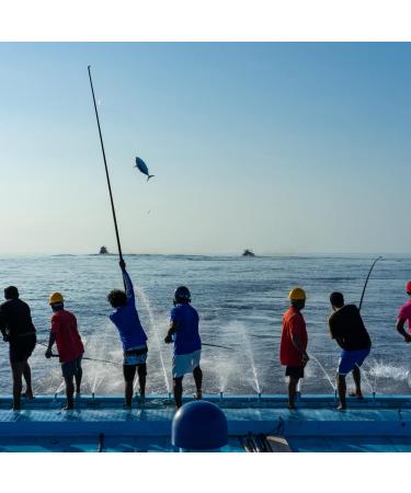 Fish 4 Ever - 12x 110g Smoked Sprats In Organic Extra Virgin Olive Oil - Sustainably Fished. Tin Canned Food Rich In Omega-3. Great With Fresh Bread Pasta and Salads (Pack of 12) - Buy Online on GoSupps.com