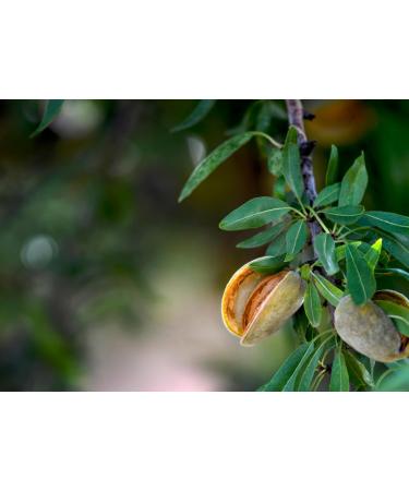 Buy Mundo Feliz Whole Organic Almonds | 2 x 500g | International Shipping Available - Buy Online on GoSupps.com