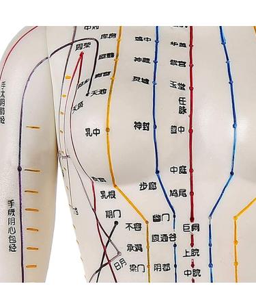 52CM Human Acupuncture Female Model Chinese Medicine Acupuncture Human Anatomy for Learning Meridians and Acupoints Arm Can Be Rotated - Buy Online on GoSupps.com