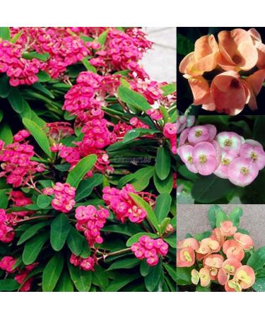 Portaal Cool Semi di Salipiglossis Superbissima Blend 300 mg - Buy Online on GoSupps.com