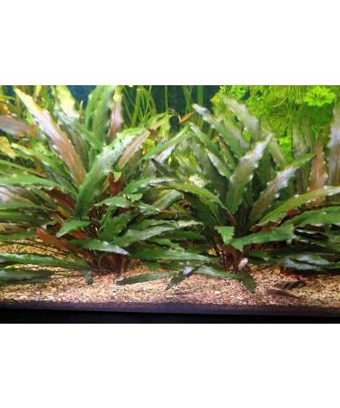 Lincolnshire Pond Plants Ltd Cryptocoryne Beckettii - Live Aquarium Plants