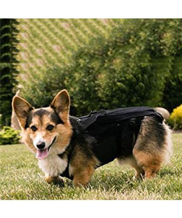 IVDD Back Belt in Dogs Dog Back Brace for Arthritis Spine Surgery Recovery Herniated Disc Slipped Disc  - Buy Online on GoSupps.com