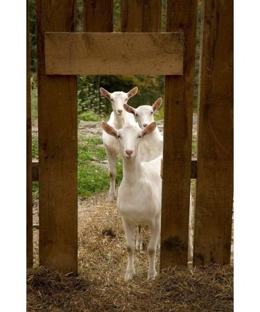 Goats Milk Nourishing Hand Cream 200g by Elegance Natural Skin Care. Formulated for dry sensitive skin. MULTI AWARD WINNING. - Buy Online on GoSupps.com