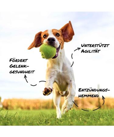 Sollis Joint Powder for Dogs - Green-Lipped Mussel MSM Devil's Claw Glucosamine & Collagen | 300g Mobility Supplement for Optimal Canine Health - Buy Online on GoSupps.com