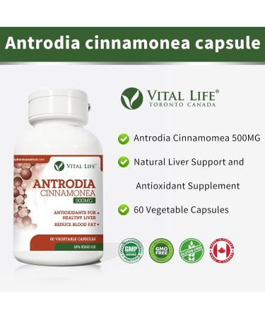 Vital Life Antrodia Cinnamonea Mushroom 500mg - Medicinal Mushroom for Liver Health Heart Health - Immune Boosting Skin Benefits Polysaccharides - GMP Certified - Supports Viral Infection Protection Reduces Blood Fat - 60 Vegan-Friendly Capsules - Buy Online on GoSupps.com