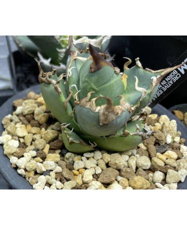Caesar Agave