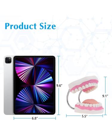SKUMOD Adult Dental Teeth Model - Sixfold Human Size Typodont Model for Oral Health Education and Nursing Methods - Buy Online on GoSupps.com