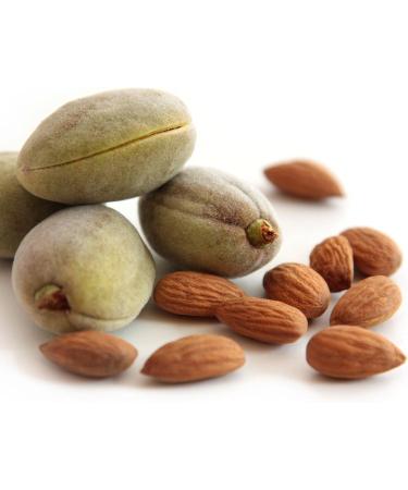 Sweet Almond Carrier Oil - 4.2 fl oz | Vegan & Cruelty-Free | Eco-Friendly 100% Recycled Packaging - Buy Online on GoSupps.com
