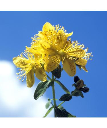  IDDA Herbal IDDA Herbal St. John's Wort Herbal Tea 500g Dried and Cut St. John's Wort for Infusions Loose Tea - Buy Online on GoSupps.com