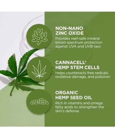 Andalou Naturals Face Sunscreen SPF 30 | CannaCell Sun Buddy with Hemp Stem Cells | Moisturizing Reef Safe & Broad Spectrum | International Shipping Available - Buy Online on GoSupps.com