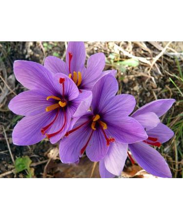 Saffron Crocus 25 Bulbs + Saffron Bulb Food | Crocus Sativus | Fast Shipping - Buy Online on GoSupps.com