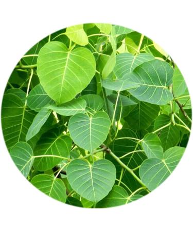 SENTA Valli Organics Peepal Leaf Powder