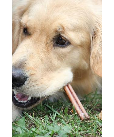 Downtown Pet Supply 6-inch Bully Sticks for Dogs Pack of 10 - Single Ingredient Nutrient-Rich and Odor Free Bully Sticks for Dogs - Rawhide Free Dog Chews Long Lasting and Non-Splintering - Buy Online on GoSupps.com