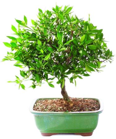 Brussel's Bonsai Satsuki Azalea Outdoor Tree - 5 Years Old, Small Spring Bloomers - 6 to 8 Tall - Buy Online on GoSupps.com