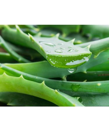 Tasty Pott Organic Aloe Vera Juice - Aloe Vera Juice - Natural Plant Juice - Vegan Food - Rich in Vitamins - Fruit Juice - In a 1000 ml Glass Bottle - Buy Online on GoSupps.com