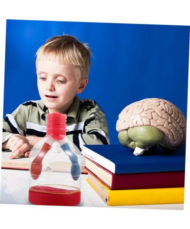 Lurrose Lung Demonstration Model Sports Toy Set - Educational Teaching Aid for Children - Buy Online on GoSupps.com
