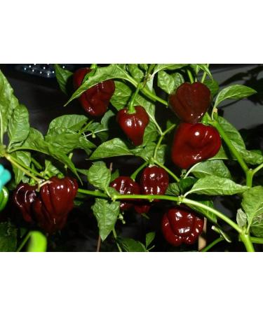 Portal Cool 100 pc/sacchetto Nero Peppers Semi di Cioccolato al peperoncino Speciale di Colore Paprica - Buy Online on GoSupps.com