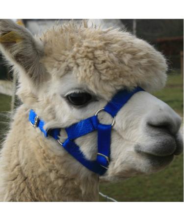 Alpaca Headcollar - Halter Buckle Fastening - Royal Blue - LARGE