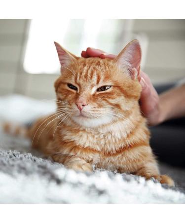 Beaphar 2 X Wormclear Spot-On Solution for Cats 21 g - Buy Online on GoSupps.com