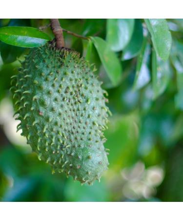  Sagiko SAGIKO - Set of 24 Soursop Drinks (24 x 320 ml) - Buy Online on GoSupps.com