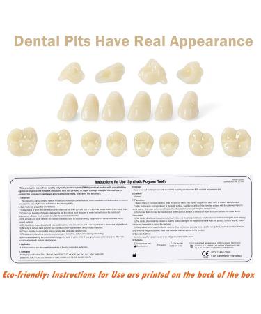 Dental Acrylic Resin Denture False Teeth Set | A2 T6 Synthetic Polymer Resin | Halloween DIY | 28 Pcs - Buy Online on GoSupps.com
