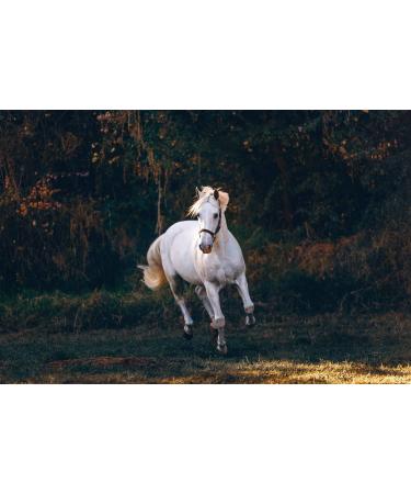 The Golden Paste Company TurmerItch Maintenance Horse Turmeric Supplement for a Healthy Skin and Coat 2kg - Buy Online on GoSupps.com