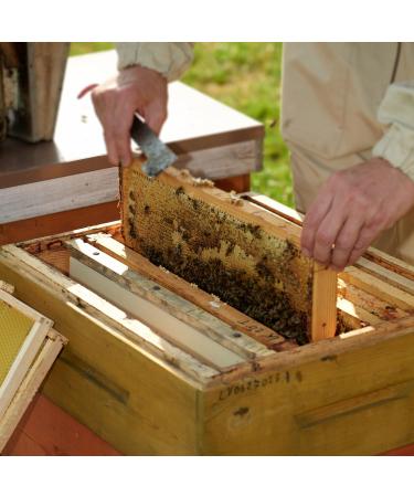 Earthbreath Marmalade - Honey & Blackcurrant - 380g - Sugar Free Natural Pure - Berries - Vegan Gelling Agent - Medium Cut - No Gelatin Preservatives or Artificial Additives - Buy Online on GoSupps.com