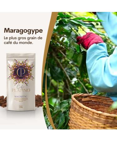 Platinum Magnetic Coffee - Nicaraguan Maragogype Roasted Coffee Beans - 250 g 100% Arabica Natural - Sweet Flavor with Intense Chocolatey Notes - Mesh 19 - Buy Online on GoSupps.com