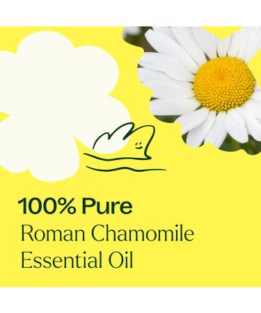 Plant Therapy Roman Chamomile Essential Oil 10 mL (1/3 oz) 100% Pure Undiluted Great for Essential Oil Diffusers Promotes Restful Sleep Supports Healthy Skin - Buy Online on GoSupps.com
