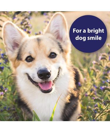 Canosept Dental Care Spray for Dogs 100ml - dog breath freshener - dog dental spray - dog mouthwash - plaque remover for dogs teeth - Dog teeth cleaning products for dental care and oral hygiene 100 ml (Pack of 1) - Buy Online on GoSupps.com