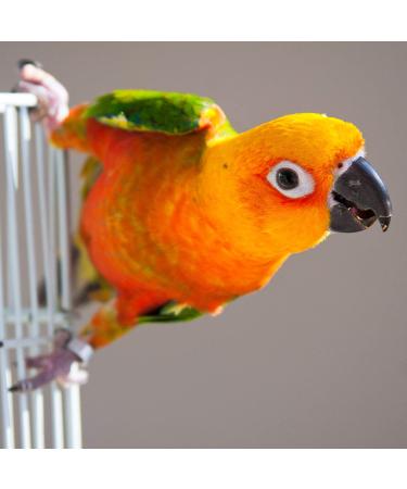 Kaytee Walnut Bird Bedding 320 Cu in - Standard Packaging - Buy Online on GoSupps.com