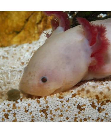 JBL PRONOVO LOTL GRANO M 250ml - Buy Online on GoSupps.com