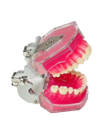 Dental Tooth Extraction Model Full Mouth Detachable 28pcs Tooth Simulation Facial Skin Model For Dentist Teaching Study (Teeth Model) - Buy Online on GoSupps.com