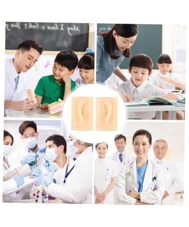 Beavorty Ear Display Model - 1 Pair Silicone Hearing Aid Presentation Props (9.5x6.5x4.5CM) | Ideal for Teaching & Demonstrations - Buy Online on GoSupps.com