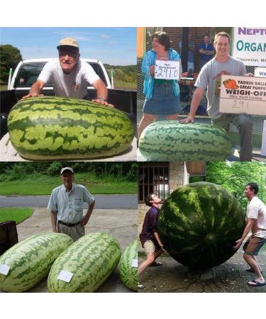 Portal Cool Sacha Inchi Dao Inca haricots frais en sant bio teneur lev e en peanut proteins - Buy Online on GoSupps.com