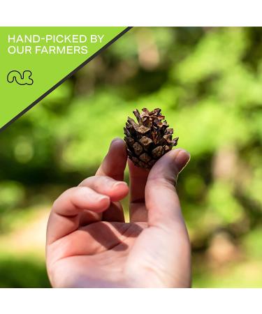 Raw Pine Nuts Pignolias - 5 LB Bulk Bag, Unsalted & Superior to Organic - Healthy Protein Snack, All Natural, Keto Vegan & Kosher - Prime Resealable Bag - Buy Online on GoSupps.com