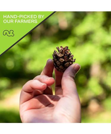 Fresh Raw Pine Nuts Pignolias - Unsalted Shelled Superior Quality (16oz) - Healthy Protein Snack, Keto Friendly, Vegan & Kosher - 1lb Pack - Buy Online on GoSupps.com