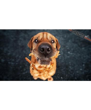 123... Hund dabei! - Deer Ears 1 kg - 100% Natural - Premium Light Snack - Gently Dried - 100% Deer Ears - Deer Ears for Dogs - Dog Chews - Buy Online on GoSupps.com