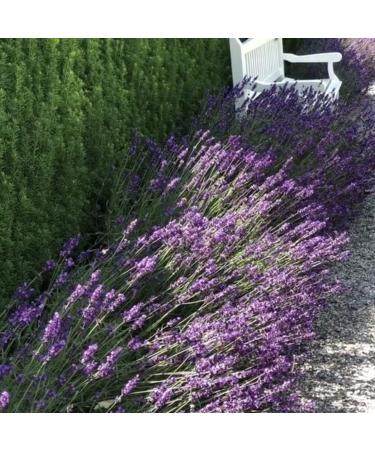 Buy Ellie Bianca Lavender Body Oil 60ml | Nourishing and Relaxing | International Shipping Available - Buy Online on GoSupps.com