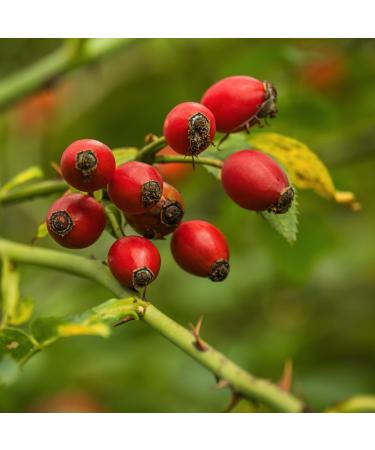 IDDA Herbal Cynorrhodon S ch 500g Cynorhodons S ch s Entiers Fruits d' glantier Rose Musqu e 500 GR - Buy Online on GoSupps.com