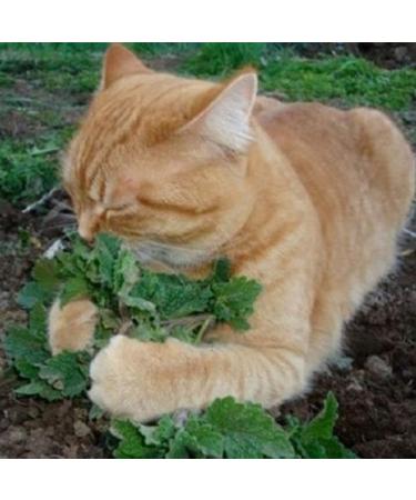 50 semi di erba gatta rari biologici aromatici medicinali erbe 50 pezzi per Donne uomini Bambini principianti giardinieri Regalo - Buy Online on GoSupps.com