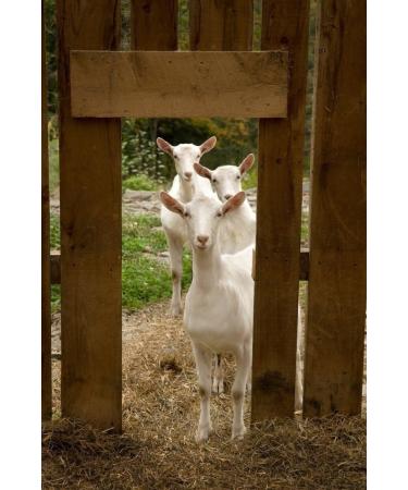 Goats Milk and Oatmeal Soap 100g Triple Milled Hand Made by Elegance Natural Skin Care for Sensitive Skin Psoriasis Eczema Dry Skin Dermatitis Rosacea - Buy Online on GoSupps.com