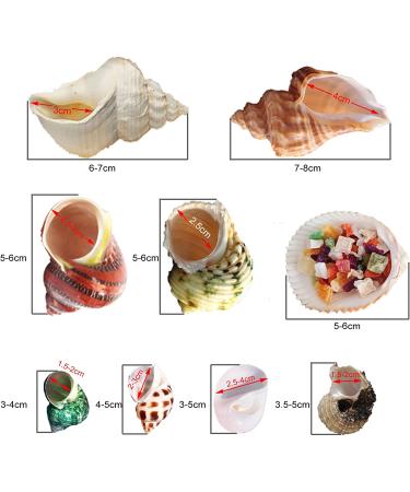 Hermit Crab Shells Set - 17PCS of 9 Types, Medium to Small Growth Turbo Seashells 0.6-1.6 Inch, Various Opening Sizes, Natural - Buy Online on GoSupps.com