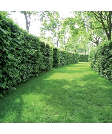 ORVITAL SPA CHEMIST Lining iron plus 5 kg - Buy Online on GoSupps.com