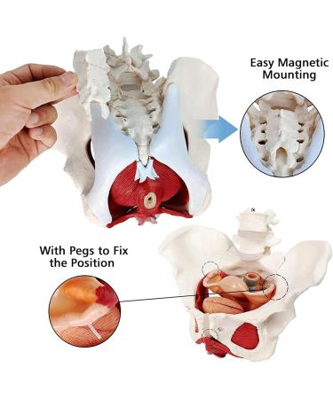 Esmen Female Pelvis Perineum Model - Removable Organs & Magnetic Mounting for Educational Display | International Shipping - Buy Online on GoSupps.com