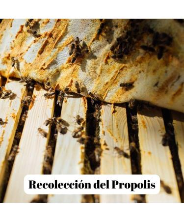 L'Abella Mel - Honey with pollen royal jelly and propolis real jelly and natural propolis from Valle Jal n Costa Blanca Spain | Pure dry pollen made by waste - Apitherapy -400g Boat - Buy Online on GoSupps.com