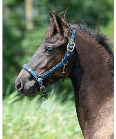 ARBO-INOX Foal Halter - Softly Padded 2-Way Adjustable Decorative Cord - Pony Foal Navy - Buy Online on GoSupps.com